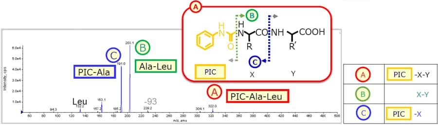 アミノ基を誘導体化したジペプチドが示すMS/MS 分析での規則的な開裂