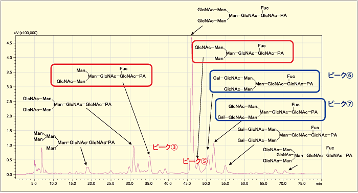 図2　PA化糖鎖の逆相カラム及びMALDIによる構造解析例（試料：抗メチル化DNA抗体）　ピーク③と⑤、ピーク⑥と⑦の構造異性体も分離可能
