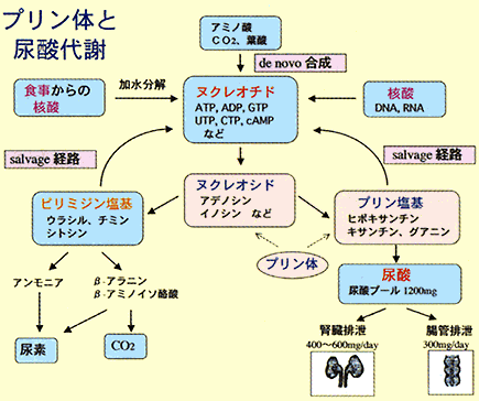 図 1 プリン体と尿酸代謝