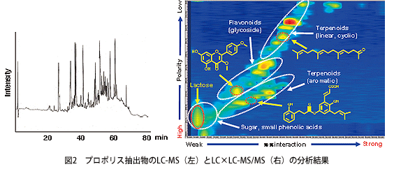 図2　プロポリス抽出物のLC-MS（左）とLC×LC-MS/MS（右）の分析結果