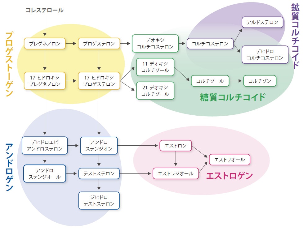 ステロイドホルモン