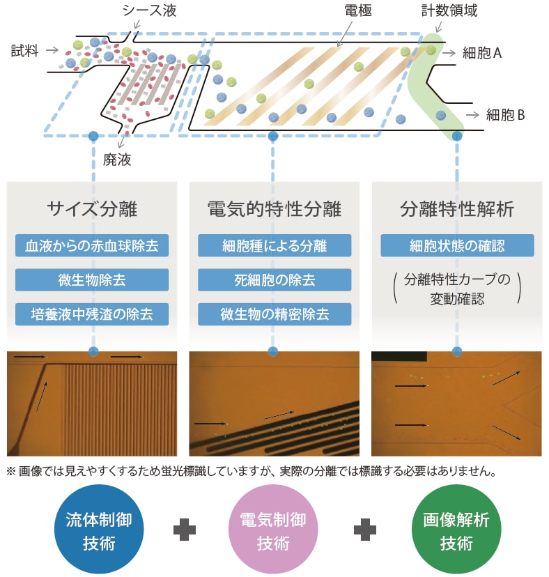 CROSSORTERチップ