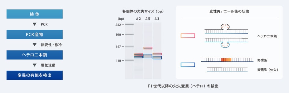 F1世代以降の欠失変異(ヘテロ)の検出