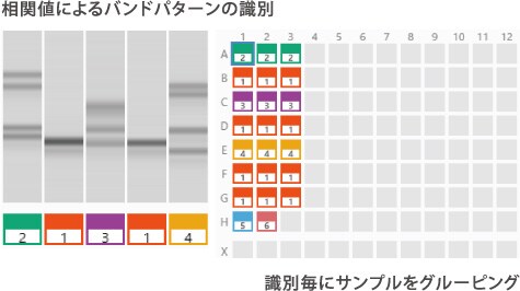 グルーピング解析