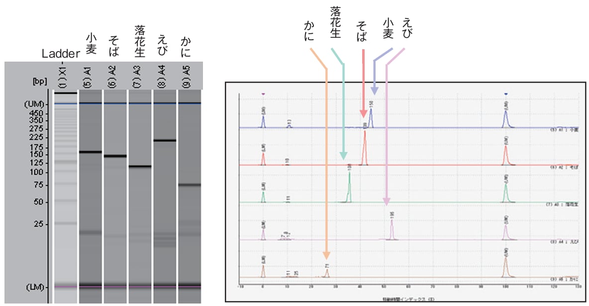 アレルゲンを持つ代表的な食品のゲルイメージとエレクトロフェログラム