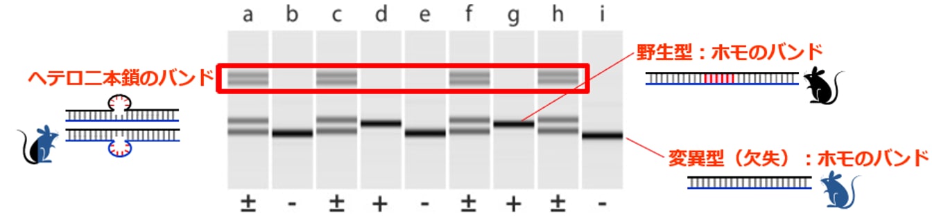 ゲノム編集への活用