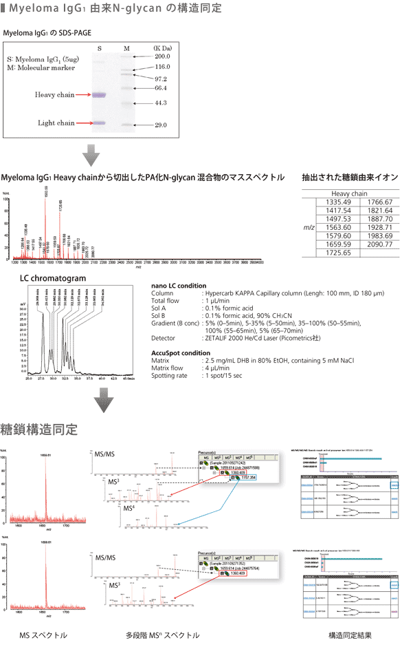 Myeloma lgG1由来N-glycanの構造同定