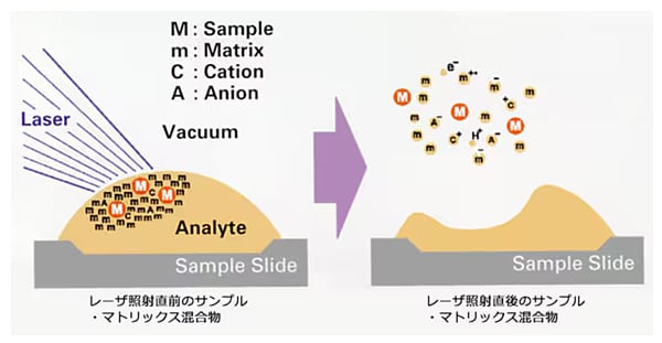 MALDI-TOFMSの原理