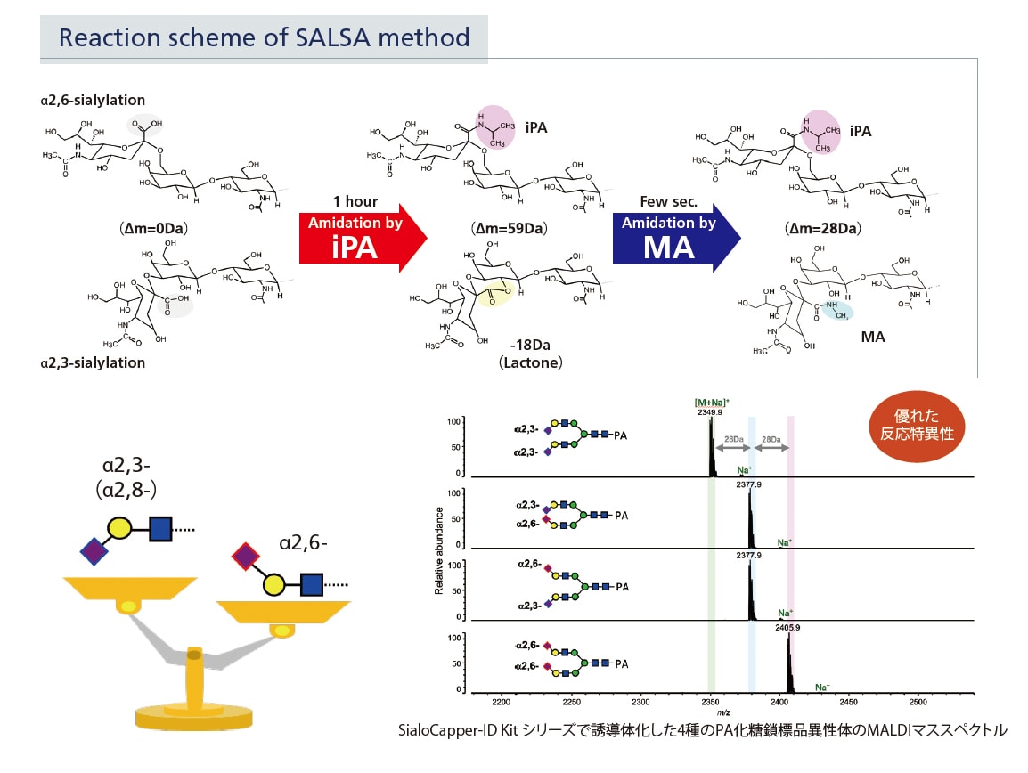 Reaction scheme of SALSA method