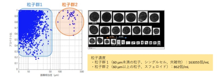 スフェロイド（細胞塊）の計数・形状評価