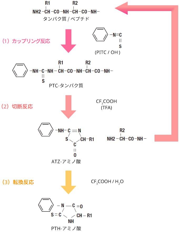 エドマン反応