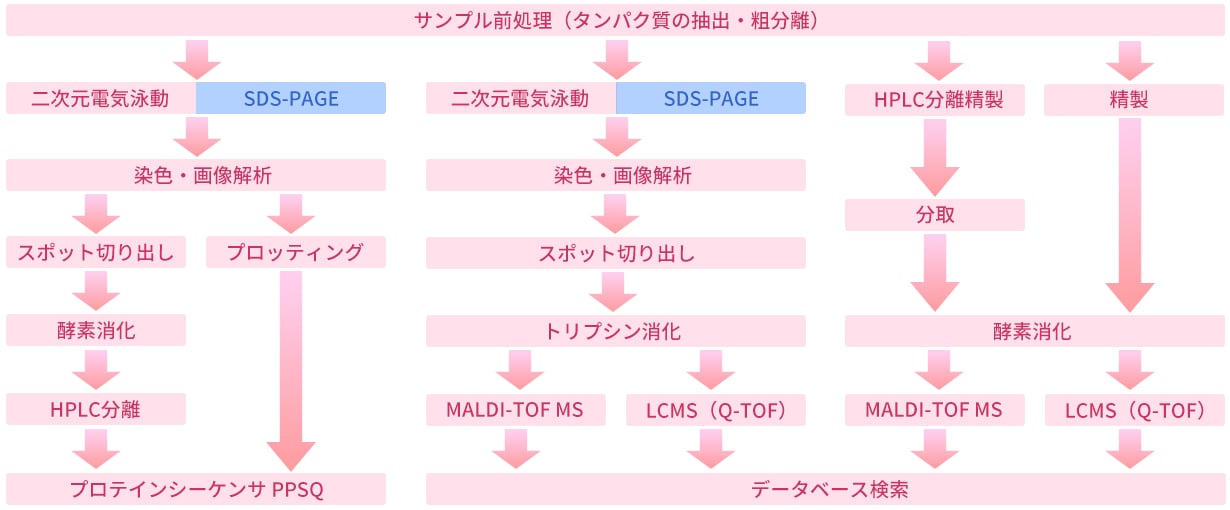 分析フロー