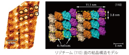 蛋白質の分子構造