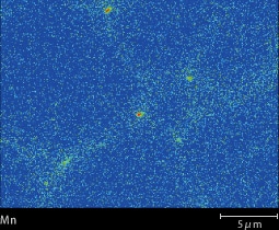 （右）含有量が0.1％に満たないMnの分布を可視化することに成功しました。