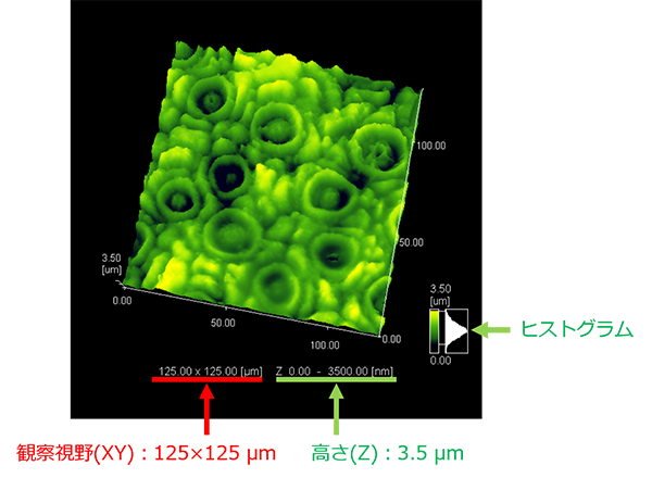 図2-1 ケヤキの葉の観察例