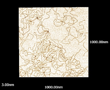 DNAのSPM（走査プローブ顕微鏡）による観察例