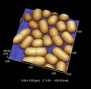 大腸菌のSPM（走査プローブ顕微鏡）による観察例