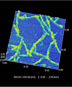 フィブロイン蛋白質のSPM（走査プローブ顕微鏡）による観察例