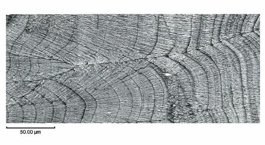 カツオ耳石断面のSPM（走査プローブ顕微鏡）による観察例