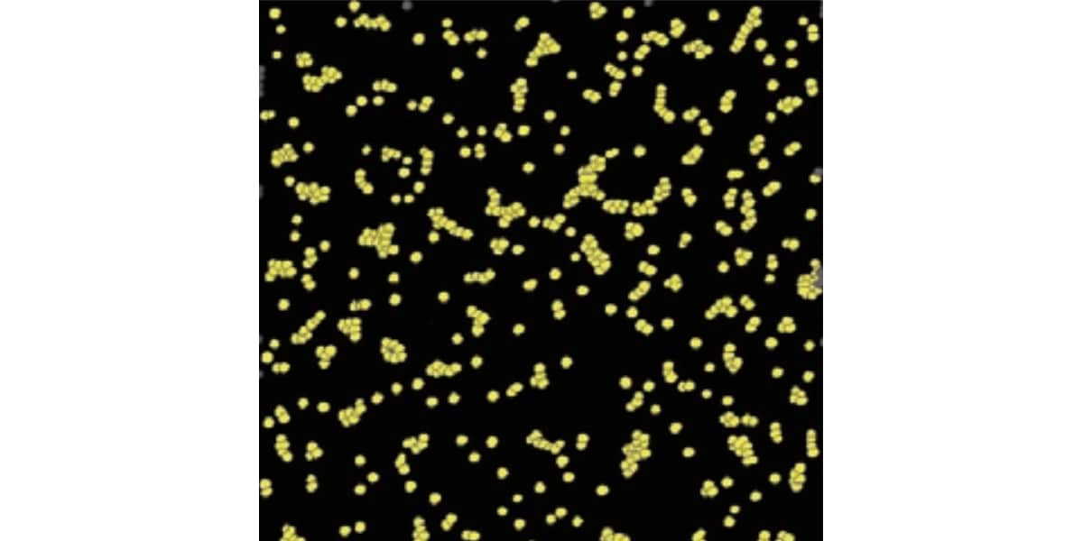 ナノ粒子の粒子径測定