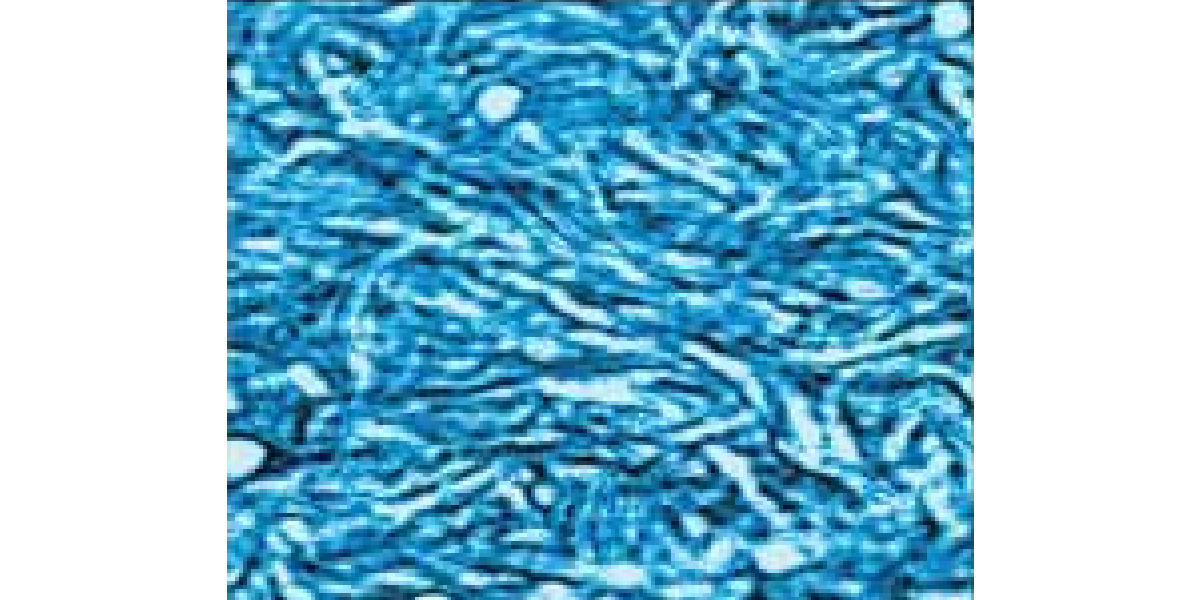 高分子フィルムのラメラ構造観察