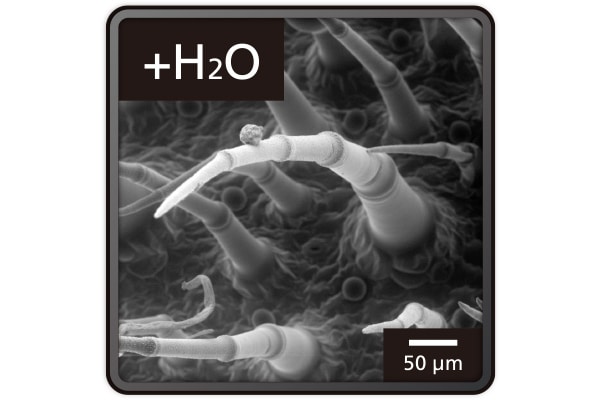 Sensitive Low-Vacuum Imaging