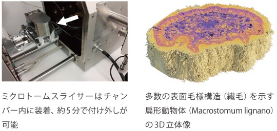 Serial Block Face Imaging（SBFI）