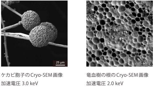 Cryo-SEM