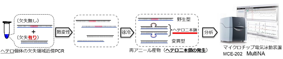 ゲノム編集での応用