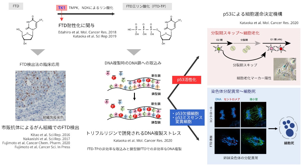 トリフルリジン・チピラシル塩酸塩FTD/TPIの作用機序を知る「育薬」