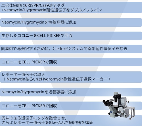 興味のある遺伝子末端にタグ（GFP, FLAGなど）を融合させるノックイン細胞を作製する流れ