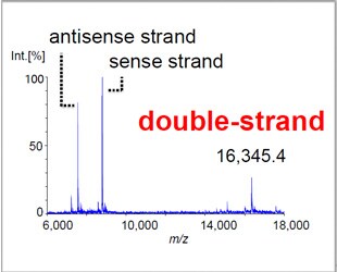 P2-60 MALDI DIT MSを用いた アンチセンス核酸 およびsiRNAの分析法