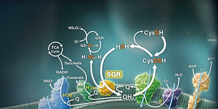 LC/MS/MSメソッドパッケージ 硫黄代謝プロファイリング